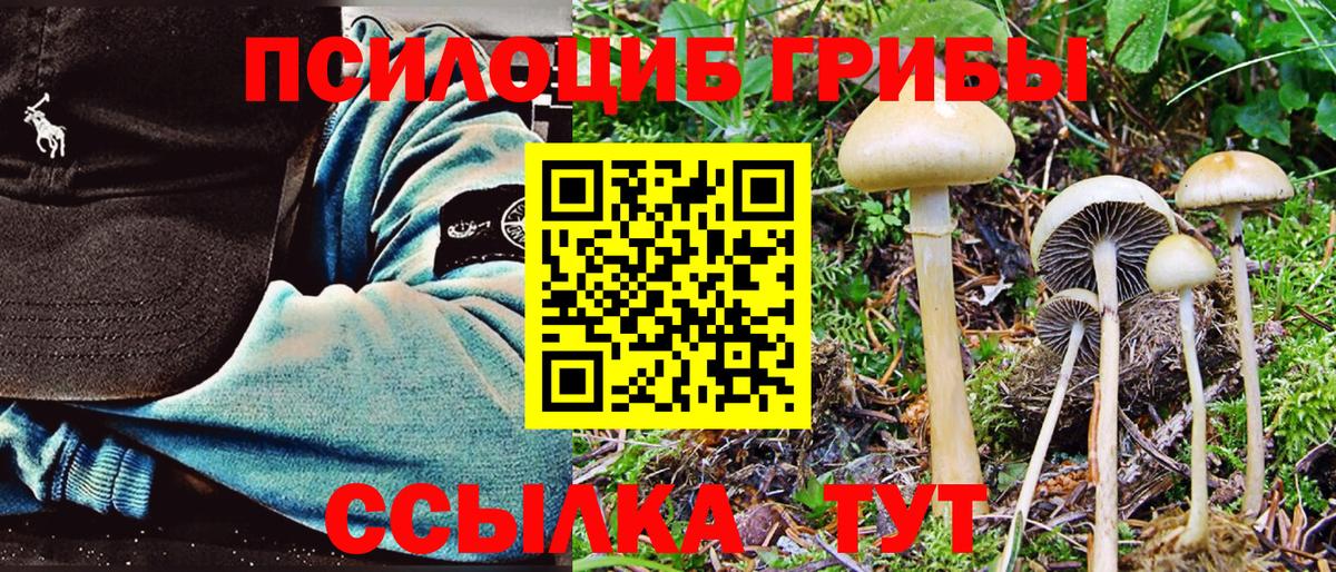 Псилоцибиновые грибы Cubensis Обь